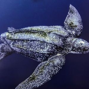 Meet your Posher, Sandy